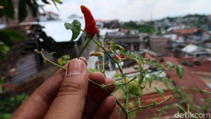 Mahalnya harga cabai saat ini tidak mempengaruhi Daliman (48), warga Kampung Gemblakan Atas, Kelurahan Suryatmajan, Kemantren Danurejan, Kota Yogyakarta. Pasalnya sejak 5 tahun lalu Daliman mulai menanam cabai di atap rumahnya.