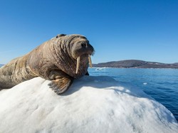 Ketiduran di Atas Bongkahan Es, Walrus Ini Nyasar ke Irlandia