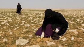 FOTO : Kisah Pemburu Truffle di Gurun Irak