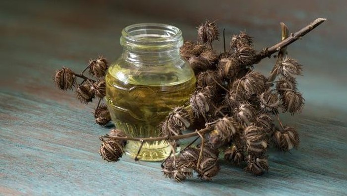 Minyak jarak merupakan nama yang lebih populer di kenal untuk castor oil. Bahan yang satu ini memang cukup terkenal bekerja dengan baik untuk menumbuhkan bulu mata.