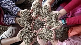 3 Manfaat Ekstrak <i>Green Coffee</i>, Benarkah Bisa untuk Diet?