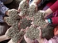 FOTO: Asa Petani Kopi Gayo Bangkit dari Pukulan Corona