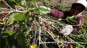 Mentan Siapkan Rp40 M Bangun Pembibitan Kopi Gayo Usai Bencana Aceh