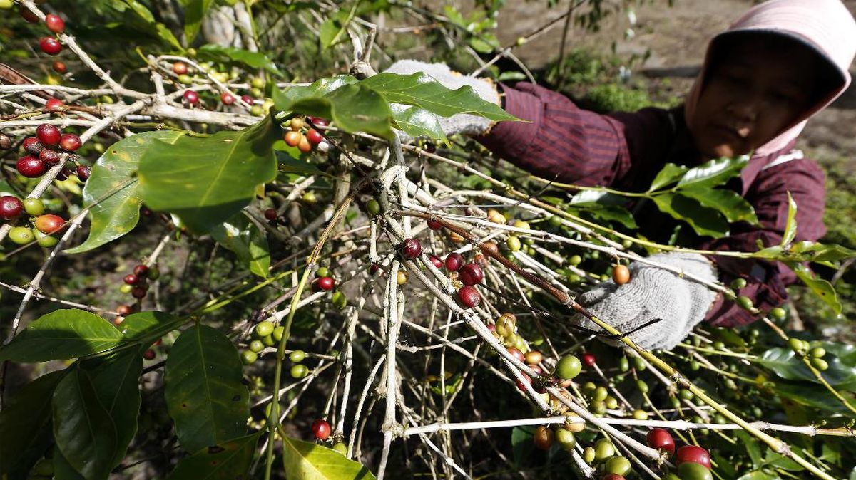 Mentan Siapkan Rp40 M Bangun Pembibitan Kopi Gayo Usai Bencana Aceh