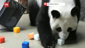 VIDEO: Dua Panda Di Rusia Merayakan Hari Panda Nasional