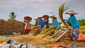 Kata Mentan soal Impor Beras & Upaya Jaga Stok Pangan Pokok