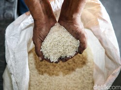 Jokowi Dapat Penghargaan Swasembada Beras, Benarkah RI Sudah Tak Impor?