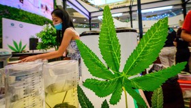 9 Negara yang Melegalkan Ganja untuk Keperluan Medis