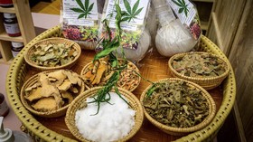 Indonesia Terbuka Kaji Legalisasi Ganja Medis