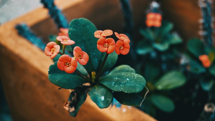 Tanaman hias euphorbia small red flowers of euphorbia milii