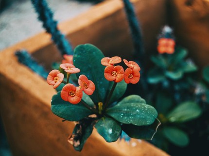 Mengenal Tanaman Mahkota Duri, Euphorbia Cantik Pembawa Hoki