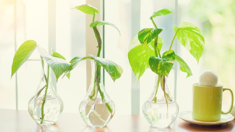 selective focus of golden pothos tree in the glass vase for decorate house or cafe.
