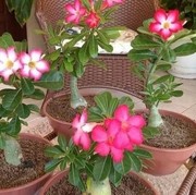 Trik Mempercantik Adenium Agar Banyak Bunga dan Memiliki Bonggol Besar