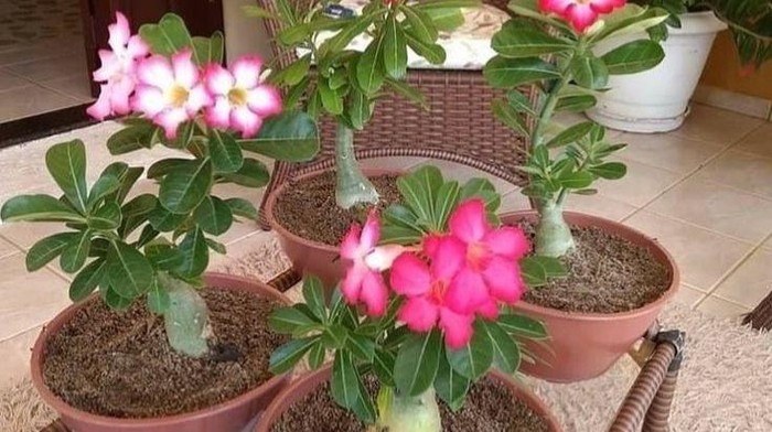 Trik Mempercantik Adenium Agar Banyak Bunga dan Memiliki Bonggol Besar