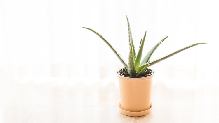 Tanaman hias lidah buaya Aloe Vera Plant in a light yellow pot in bright natural light.