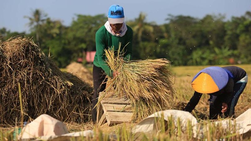 Kementerian Pertanian (Kementan) berupaya meningkatkan produksi pangan untuk tetap memenuhi kebutuhan masyarakat.
