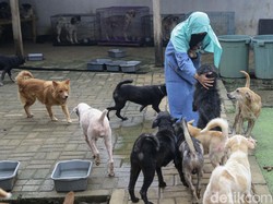 Kisah Wanita Bercadar Tampung Puluhan Anjing Agar Najis Tak Menyebar