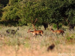 Hari Hewan Sedunia, Yuk Mengenal Fauna Khas Jatim