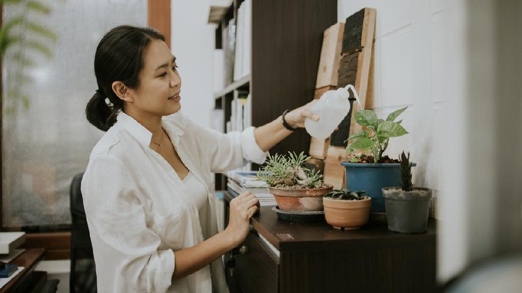 Urban designer Woman watering flowers stock photo at the working area, Bangkok Thailand