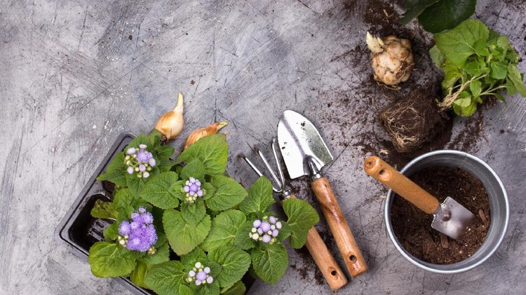 Seedlings and garden tools on a concrete surface, top view