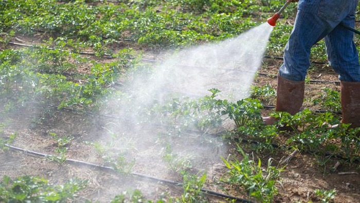 Ini Daftar Sayur dan Buah yang Paling Banyak Mengandung Pestisida