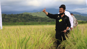Mentan Dorong Kabupaten Barru Jadi Sentra Beras Nasional