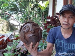 Efek Pandemi, Teknisi AC di Ciamis Banting Setir Jadi Perajin Bonsai Kelapa