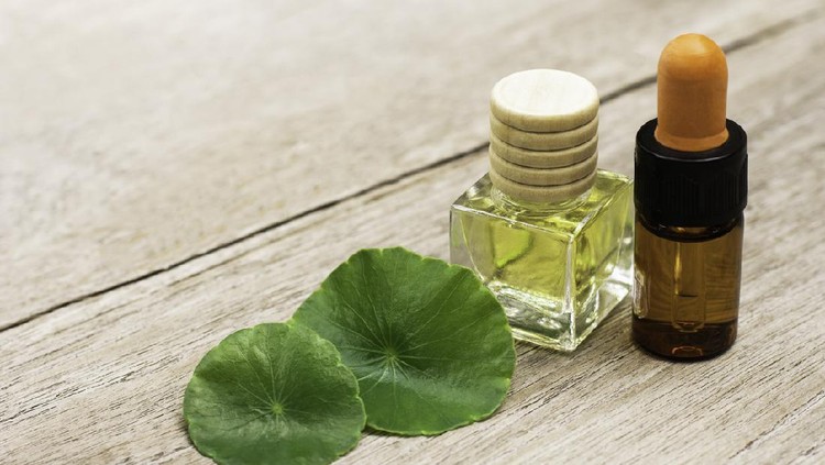 Closeup Gotu Kola leaves ( Asiatic pennywort, Indian pennywort, Centella asiatica ) and bottle of essential oil extract isolated on wood table background. Tropical medical herbal plant concept.
