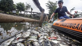 Puluhan Spesies Ikan Bengawan Solo hingga Citarum Punah Dipicu Limbah