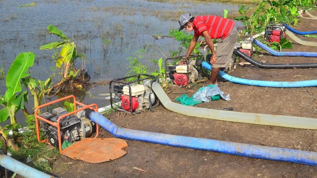 Dinas Pertanian dan Pangan Kabupaten Kudus mencatat kerugian akibat gagal panen karena banjir adalah sekitar Rp50,1 miliar