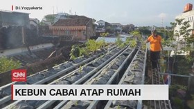 VIDEO: Kebun Cabai di Atap Rumah