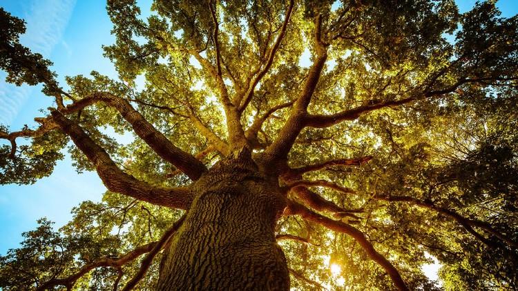 Tall tree in the spring