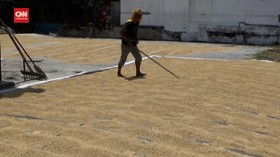 VIDEO: Pemerintah Diminta Beli Beras Petani Bukan Impor