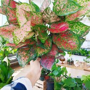 Tips Merawat Tanaman Hias Aglaonema Agar Tumbuh Subur dan Cantik
