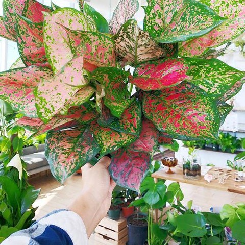 Tips Merawat Tanaman Hias Aglaonema Agar Tumbuh Subur dan Cantik