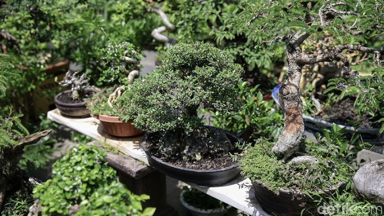Seorang warga Kampung Bali, Jakarta Pusat, merintis budidaya tanaman bonsai mini. Tak main-main, cuan yang dihasilkan mencapai puluhan juta lho. Penasaran?