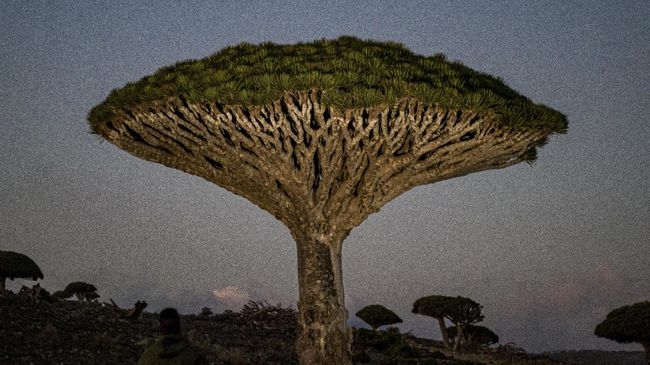 Pulau Socotra mulai ramai didatangi turis kaya yang "kabur" dari pandemi untuk wisata alam dan melihat pepohonan Darah Naga.