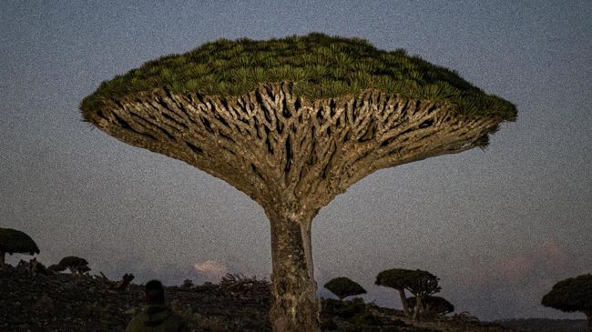 Turis Kaya Berdatangan Ke Socotra Demi Pohon Berdarah