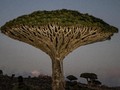 Turis Kaya Berdatangan ke Socotra Demi 'Pohon Berdarah'