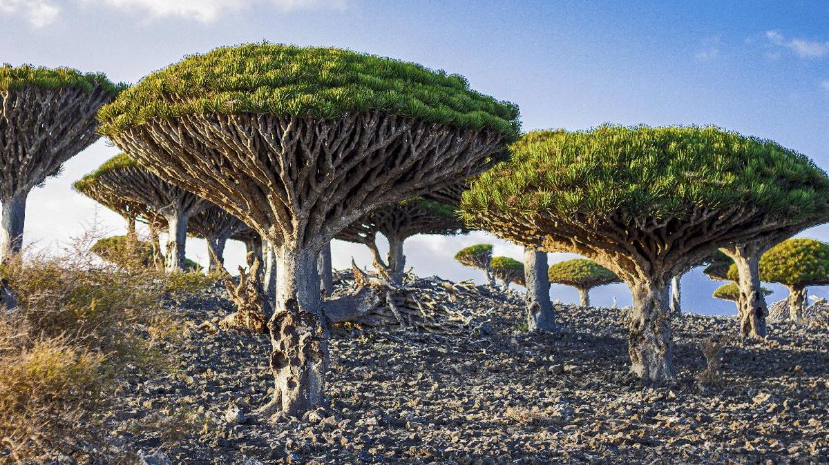 Kenapa Pulau Socotra Diyakini Jadi 'Tempat Persembunyian Dajjal'?