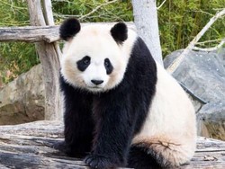 Penting! 2 Panda Raksasa Ini Mau Kawin Berkali-kali