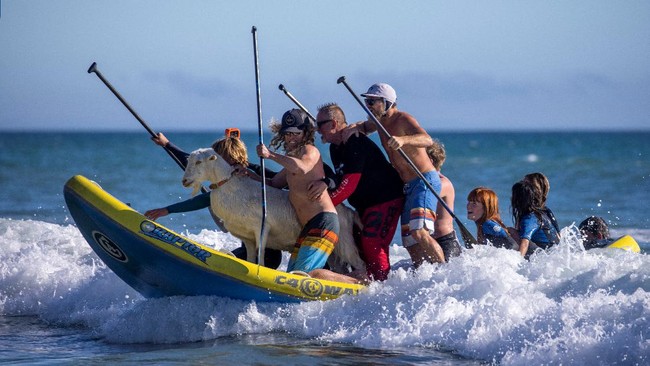 Jagat maya heboh ketika melihat foto seekor kambing peliharaan ikut berselancar bersama pemiliknya di salah satu pantai di California, Amerika Serikat.