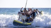 FOTO: Kambing Kegirangan Berselancar Menantang Ombak Seekor kambing membuat heboh karena ikut berselancar di sebuah pantai di California, Amerika Serikat.