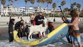 FOTO: Kambing Kegirangan Berselancar Menantang Ombak Seekor kambing membuat heboh karena ikut berselancar di sebuah pantai di California, Amerika Serikat.