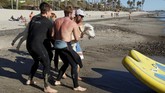 FOTO: Kambing Kegirangan Berselancar Menantang Ombak Seekor kambing membuat heboh karena ikut berselancar di sebuah pantai di California, Amerika Serikat.