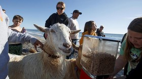 Lansia di Malaysia Dibui karena Hubungan Seks dengan Kambing