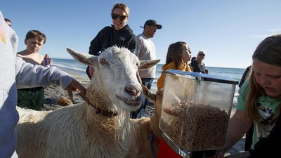 Lansia di Malaysia Dibui karena Hubungan Seks dengan Kambing