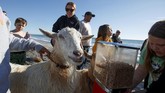 FOTO: Kambing Kegirangan Berselancar Menantang Ombak Seekor kambing membuat heboh karena ikut berselancar di sebuah pantai di California, Amerika Serikat.