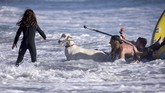 FOTO: Kambing Kegirangan Berselancar Menantang Ombak Seekor kambing membuat heboh karena ikut berselancar di sebuah pantai di California, Amerika Serikat.