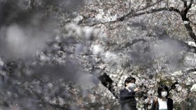 Perubahan Iklim di Balik Bunga Sakura Jepang Mekar Lebih Awal